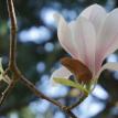 Magnolia2
