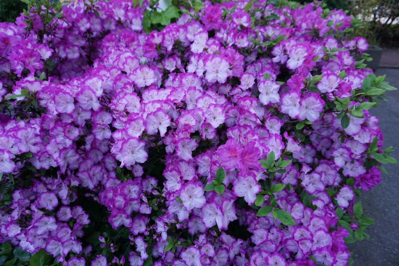 Azalea 6